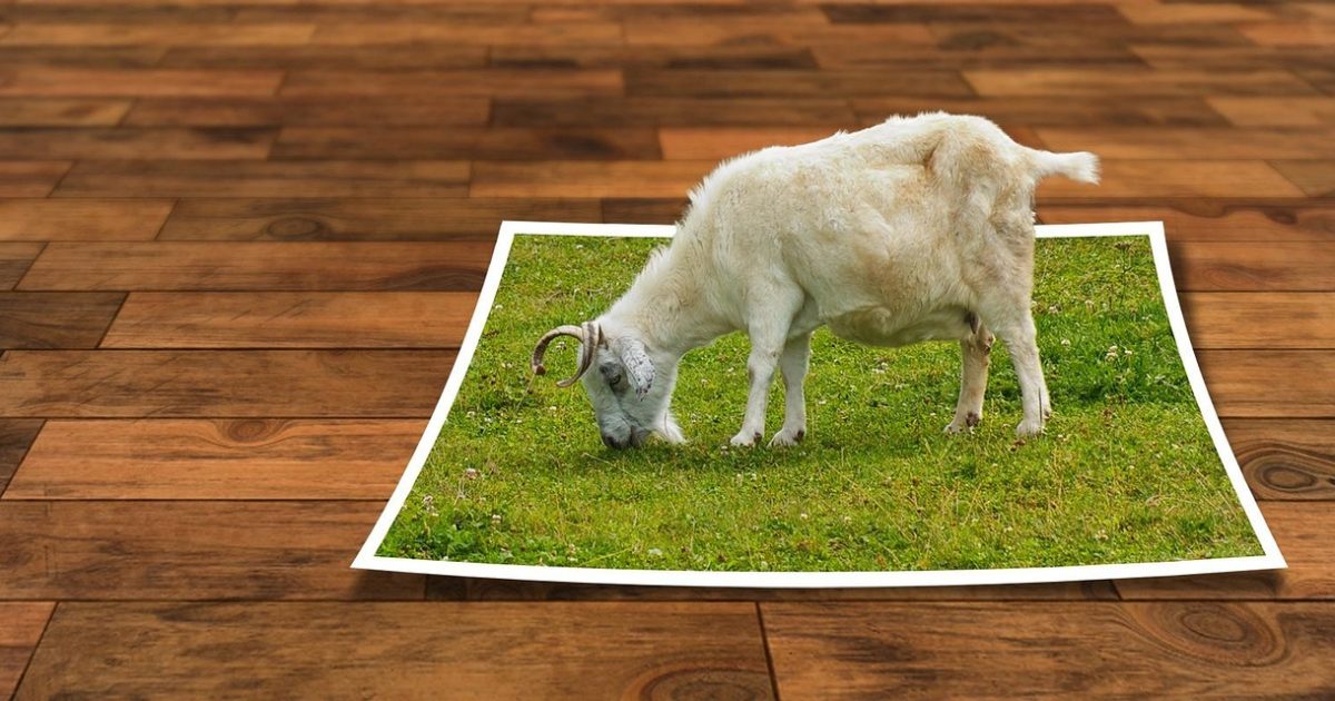 Image editing, ebv, unleashed, image editing program, 3d, photo frame, photoshop, picture, photo, frame, out of the frame, wood, texture, perspective