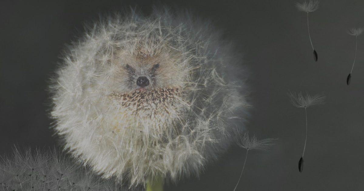 Dandelion,  nature,  seeds,  dandelion seeds,  umbrella,  hedgehog,  spur,  funny,  composing,  image editing,  photo editing,  fluffy,  baby animal,  blossom,  bloom,  face,  tiny,  dandelion,  dandelion,  dandelion,  hedgehog,  hedgehog,  hedgehog,  hedgehog,  hedgehog,  funny,  photo editing