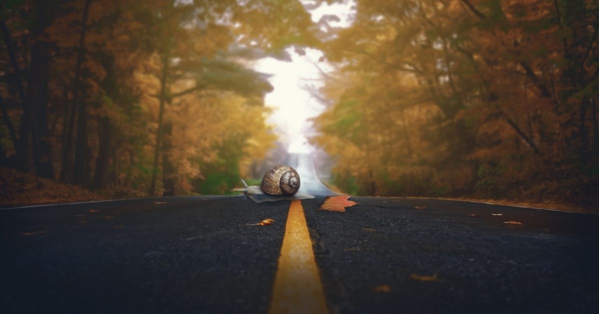 Snail,  fall,  road,  nature,  leaves,  slide,  shell,  colour,  seasons,  molluscs,  photo editing,  composing