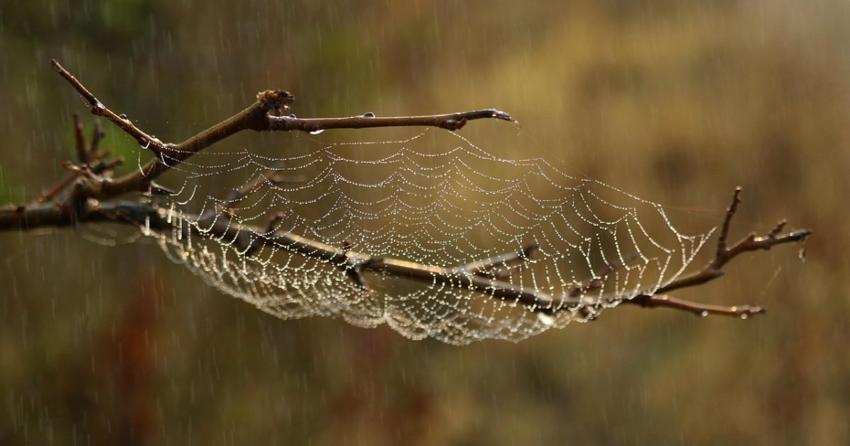 Spider web,  web,  nature,  habitat,  macro,  raindrops,  water,  wet,  spider