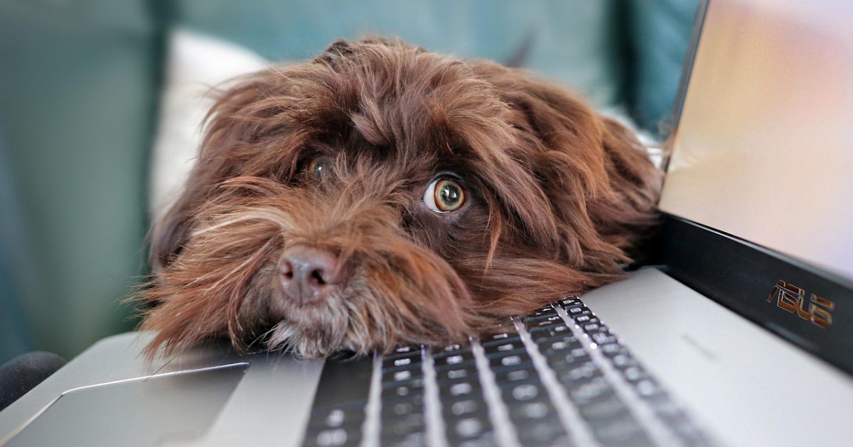 Dog, containment, pet, telework, bichon, havanese, animal, cute, laptop, keyboard, computer science, reflection, nature, animals