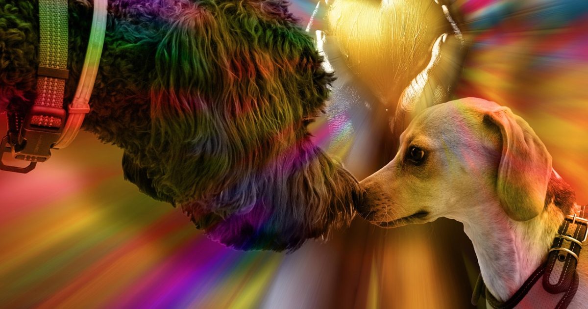 Dogs, animal, domestic dogs, pets, animal love, tender, love, dog noses, dog noses against each other, photo editing, screen saver, hd wallpaper, wallpaper, nature