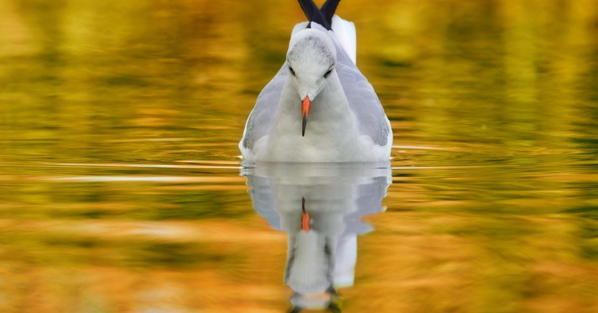 Gull,  4k wallpaper,  bird,  lake,  wallpaper 4k,  cool backgrounds,  beautiful wallpaper,  nature wallpaper,  bird watching,  desktop backgrounds,  wallpaper hd,  water bird,  full hd wallpaper,  animal,  wildlife,  fauna,  nature,  wallpaper,  free wallpaper,  hd wallpaper,  nature background,  4k wallpaper 1920x1080,  beautiful nature,  free background,  background,  laptop wallpaper,  background image,  hd background,  reflection,  mac wallpaper,  windows wallpaper,  mirror image