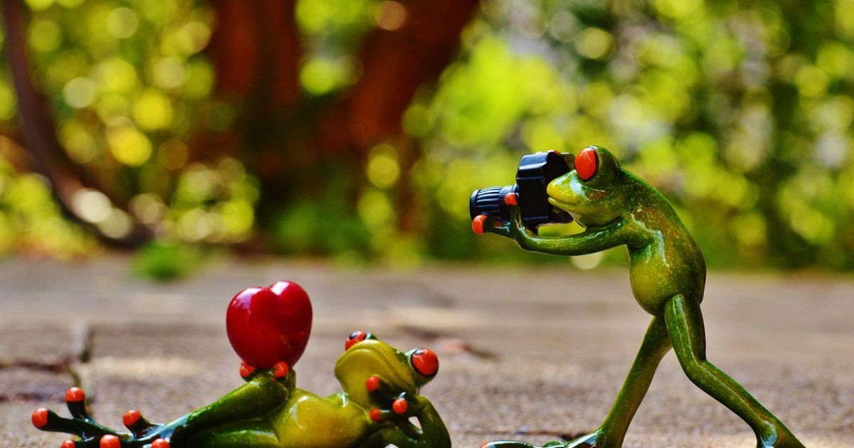 Frogs, love, nature, valentine's day, pose, photographer, taking photos, camera, photo shoot, heart, fun, frog, animal, figure, cute