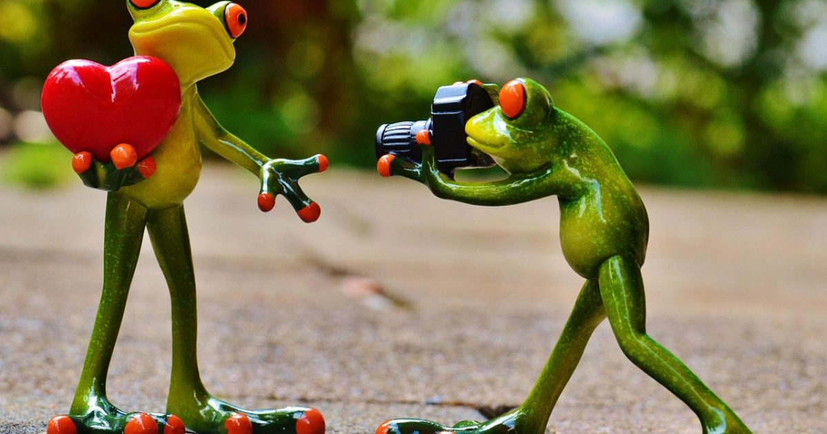 Frogs, love, nature, valentine's day, pose, photographer, taking photos, camera, photo shoot, heart, fun, frog, animal, figure, cute