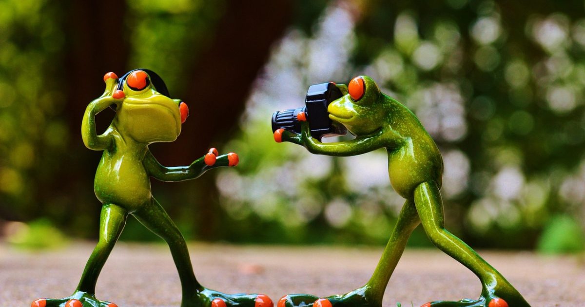 Frogs,  headphones,  music,  nature,  to dance,  pose,  photographer,  taking photos,  camera,  photo shoot,  fun,  frog,  animal,  figure,  cute