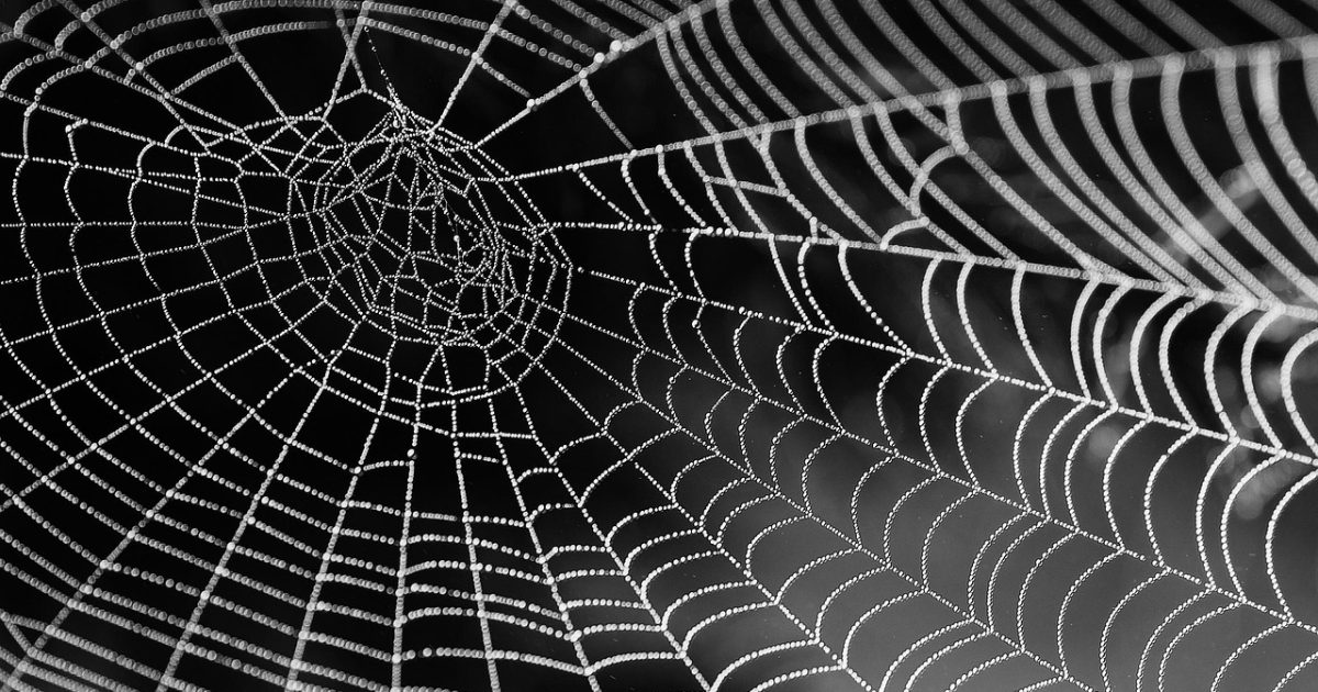 Cobweb, web, dew, dewdrops, droplets, spider web, spider silk, closeup, web, web, web, spider web, spider web, spider web, spider web, spider web
