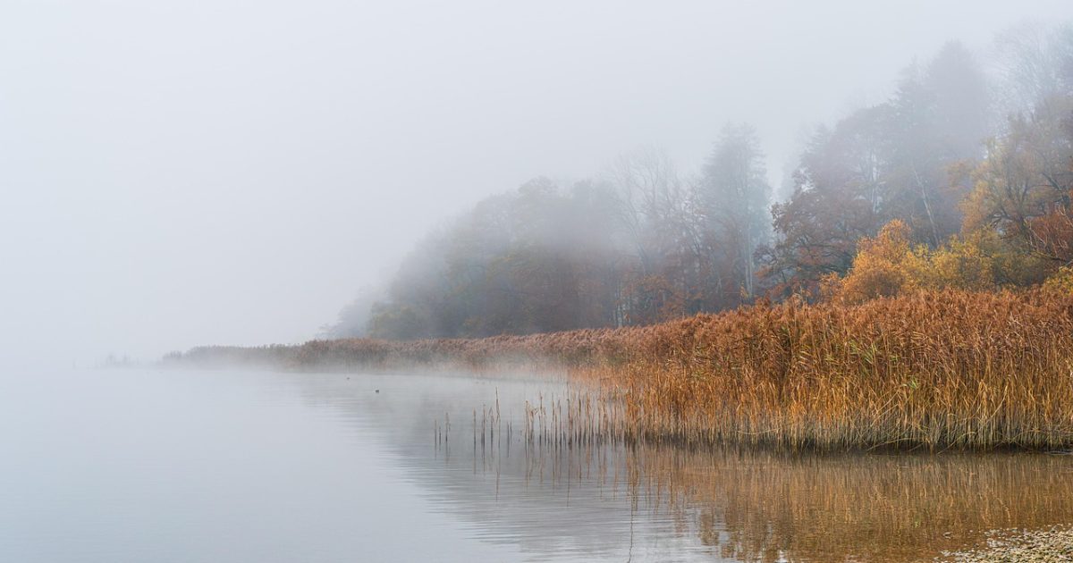 Flow, swamp, reed, sunrise, tomorrow, fall, lake, seascape, background image, nature, laptop wallpaper, desktop backgrounds, fog, foggy, morning mood, atmospheric, chiemsee