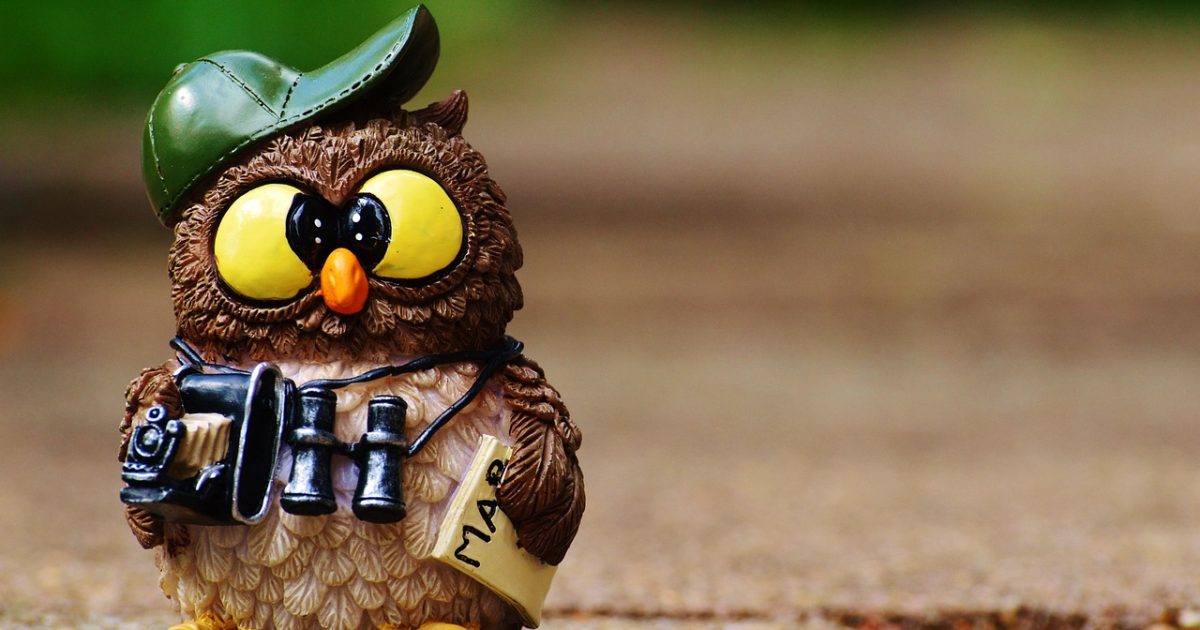 Owl,  photographer,  taking photos,  tourist,  nature,  binoculars,  camera,  animal,  fun,  digital camera,  photography,  vacations,  paparazzi,  photo tourists,  cute